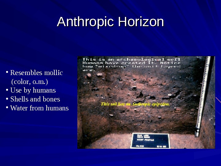 Soil Morphology And Classification E Horizon.