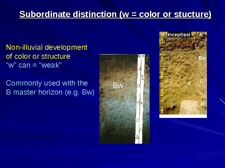 Soil Morphology And Classification E Horizon.