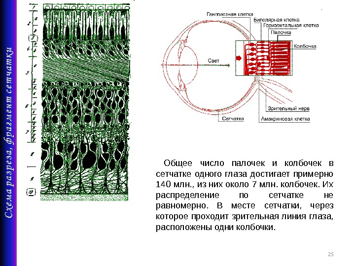 Рецепторы палочек сетчатки. Распределение палочек и колбочек в сетчатке. Амакриновая клетка сетчатки глаза. Количество клеток-палочек в сетчатке глаза составляет:. Амакриновые клетки сетчатки функции.