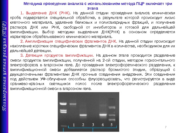 Детекция что это. Этапы ПЦР амплификация детекция. Выделение ДНК для ПЦР методика. Методика ПЦР этапы 3 этапа. Этапы выделения ПЦР.