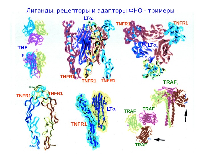 Фно фактор некроза опухоли