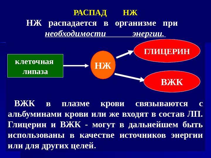 Глицерин в клетках