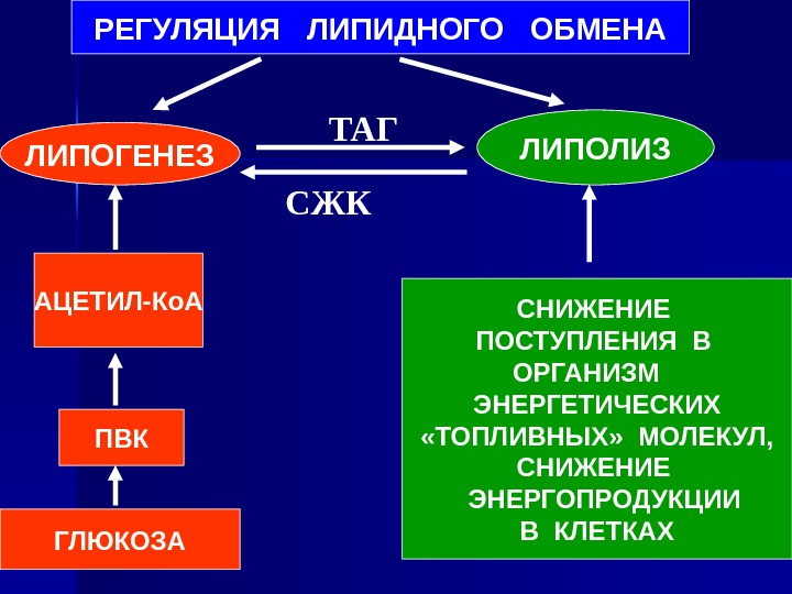 Презентация липидный обмен