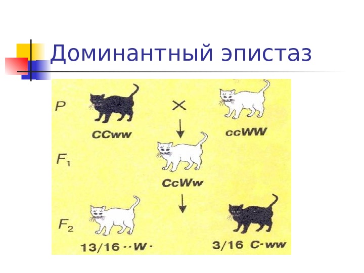 Доминантными генами называются. Доминантный эпистаз. Эпистаз схема. Наследование окраски у кошек. Эпистаз доминантный и рецессивный.