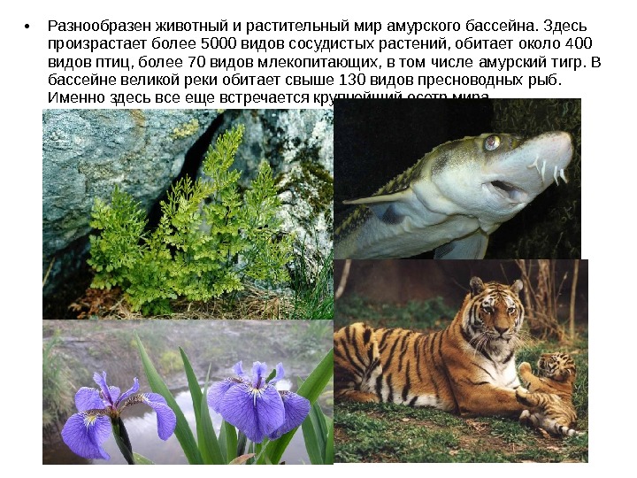 животные в виде растений. описать растительный и животный мир. растительный мир ленинградской области 3 класс. описать растительный и животный мир. животный мир тундры.