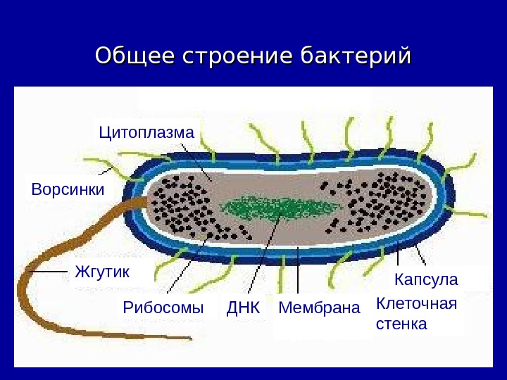 Соотнеси основные части бактериальной клетки с изображением