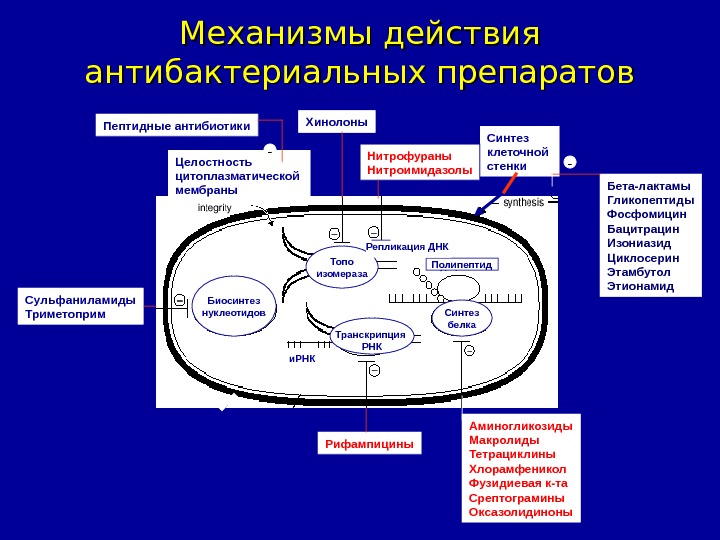 Укажите механизм действия. Механизм действия антибактериальных препаратов. Механизм антимикробного действия антибактериальных средств. Механизм действия антимикробных препаратов. Механизм действия антимикробных препаратов микробиология.