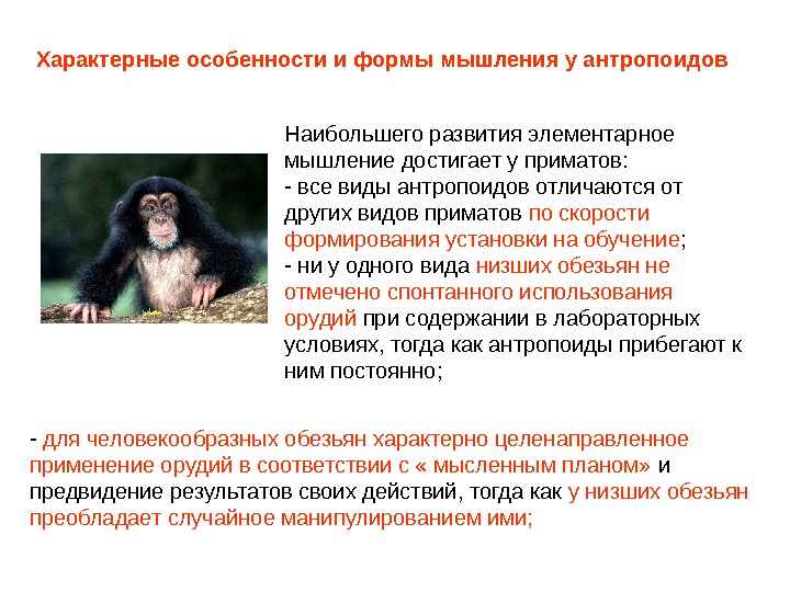 Приматы какое развитие. Особенности поведения приматов. Абстрактное мышление у человекообразных обезьян. Особенности развития приматов. Особенности высших приматов.