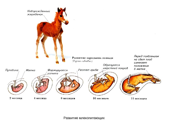 Размножение и развитие млекопитающих презентация