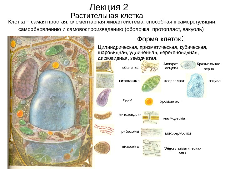 Рассмотри схему процесса самовоспроизведения живой клетки для каких клеток характерен данный процесс