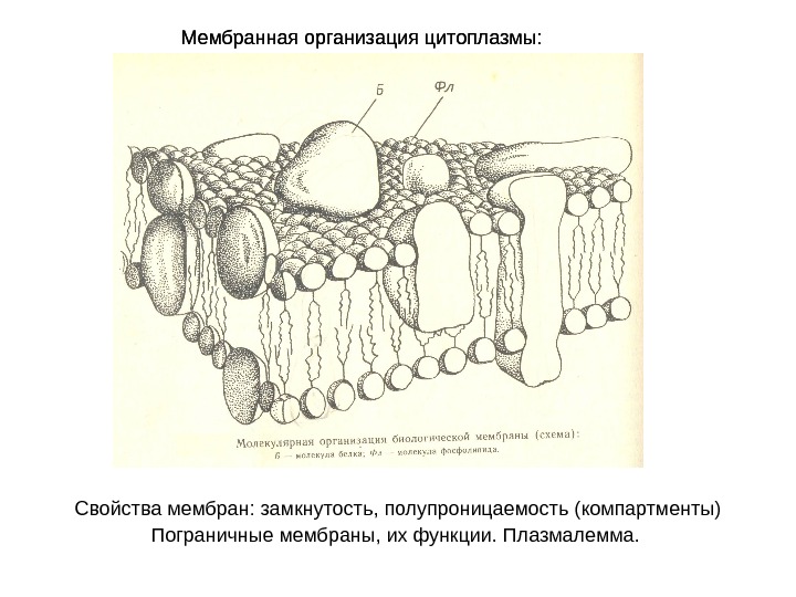 Изображенная на рисунке структура клетки обладающая полупроницаемостью представляет собой