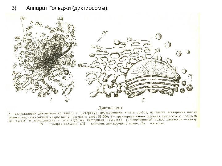 Комплекс гольджи егэ рисунок