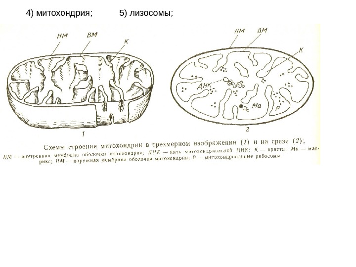 Схема строения митохондрии