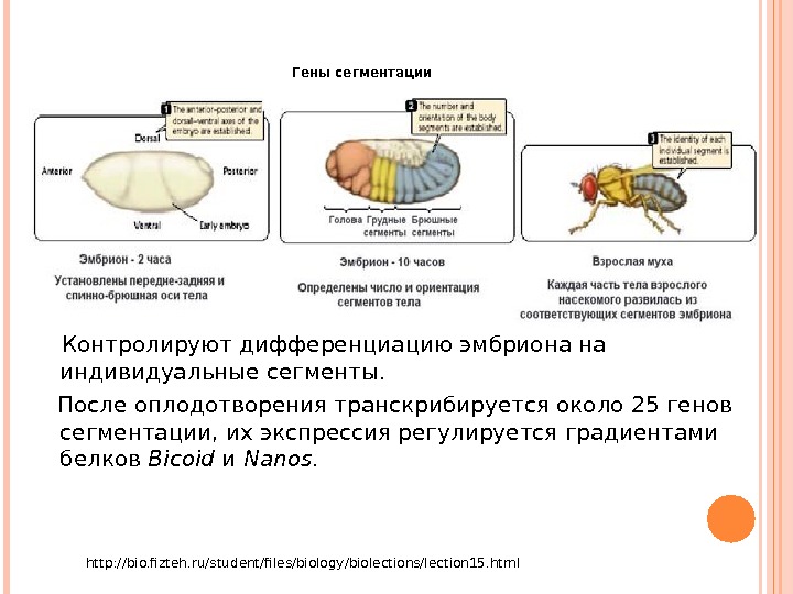 Индивидуальное развитие организма тест