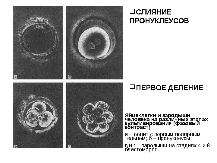 Ооциты деление