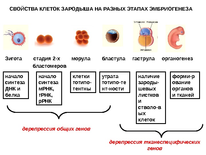 Процесс эмбриогенеза человека. Стадии развития морула гаструла. Нейрулаблатула гаструла. Морула бластула гаструла. Стадии развития зародыша зигота морула бластула гаструла нейрула.