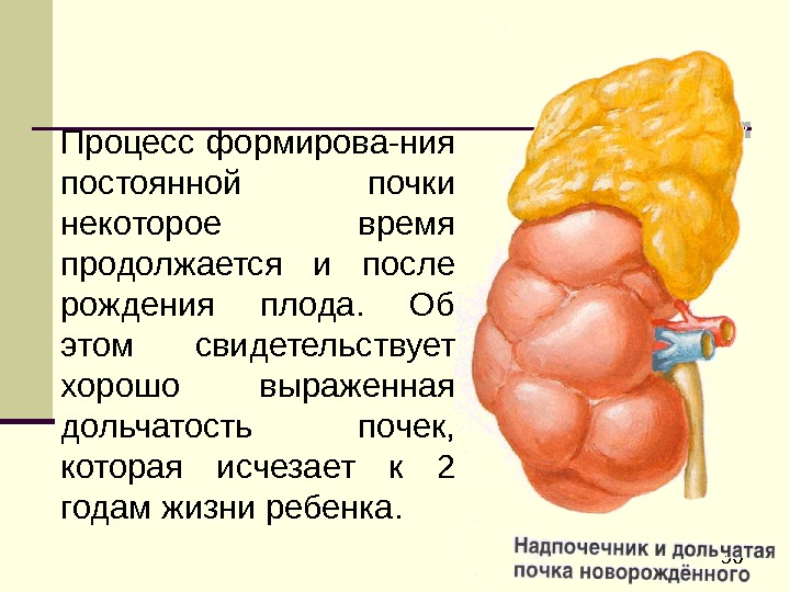 Почему почки часто называют биологическим фильтром