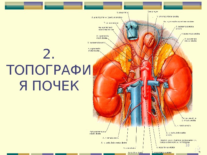 Презентация топография почек