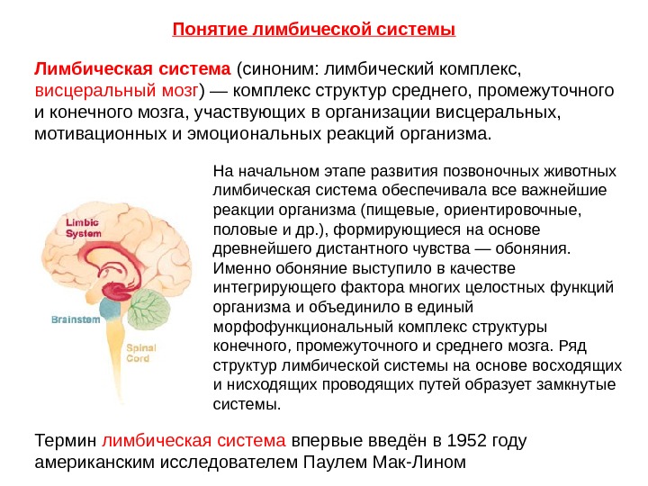 Диэнцефальная дисфункция головного мозга. Лимбическая система мозга функции. Строение мозга лимбическая система. Лимбическая система строение и функции анатомия. Структуры лимбической системы головного мозга функции.