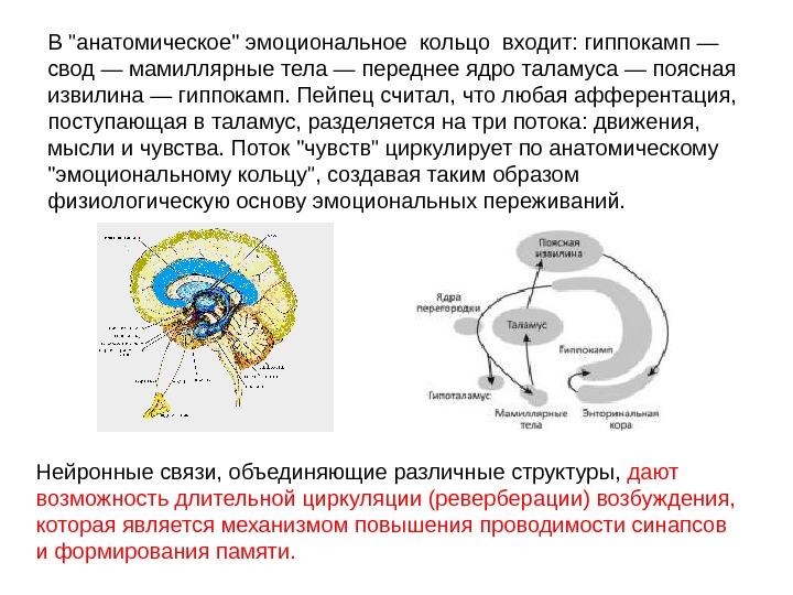 Круг папеца. Мамиллярное тело лимбической системы. Лимбическая система гиппокамп функции. Эмоции лимбическая система кольцо Пейпеца. Строение и функции гиппокампа.