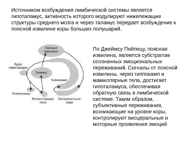 Круг папеца. Круг Пейпеца лимбическая система функции. Структурно-функциональная организация лимбической системы. Афферентные и эфферентные пути к структурам лимбической системы. Большой круг Пейпеца функции.