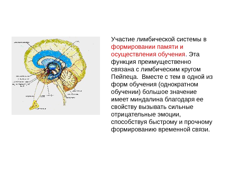 Презентация на тему лимбическая система