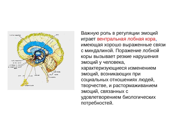 Вентральная дислокация