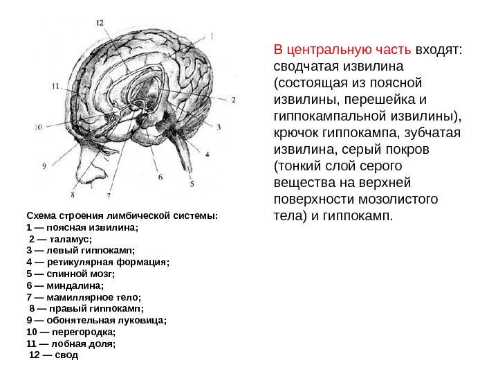 Клин мозга