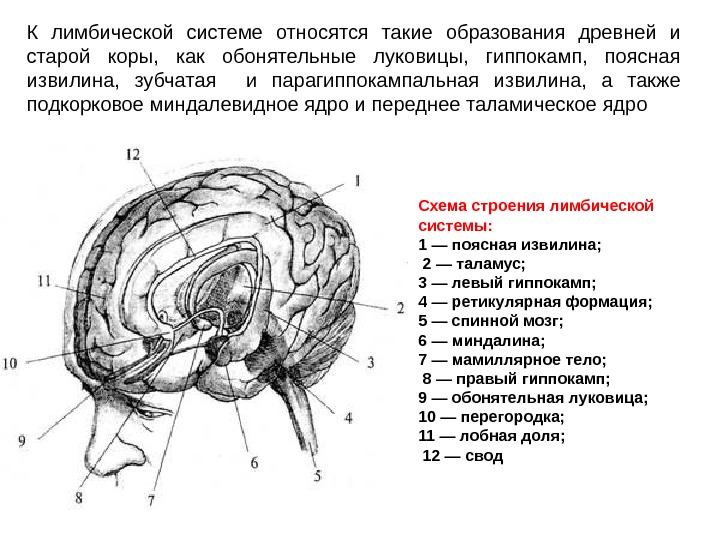 Лимбическая система схема