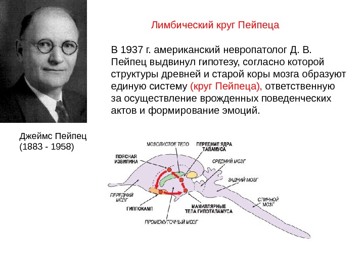 Круг папеца. Джеймс Пейпец. Круг Пейпеца лимбическая система. Структурная теория эмоций Джеймса Пейпеца. Большой круг Пейпеца физиология.
