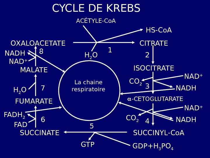 CYCLE DE KREBS А CÉTYLE - C о. А HS - C о. А ISOCITRATE - CETOGLUTARATE SUC...