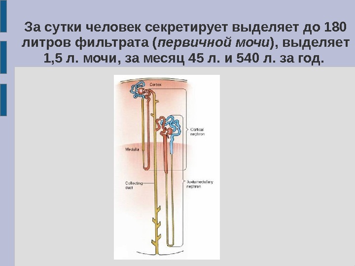 За сутки у человека образуется в среднем. Первичная моча литры. 250 Литров первичной мочи. За сутки человек выделяет мочи. Сколько первичной мочи образуется у человека в сутки.