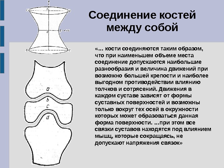 Соединенные между собой. Кости соединяются между собой. Между собой кости соединены. Кости соединены между собой при помощи. Как соединяются кости.