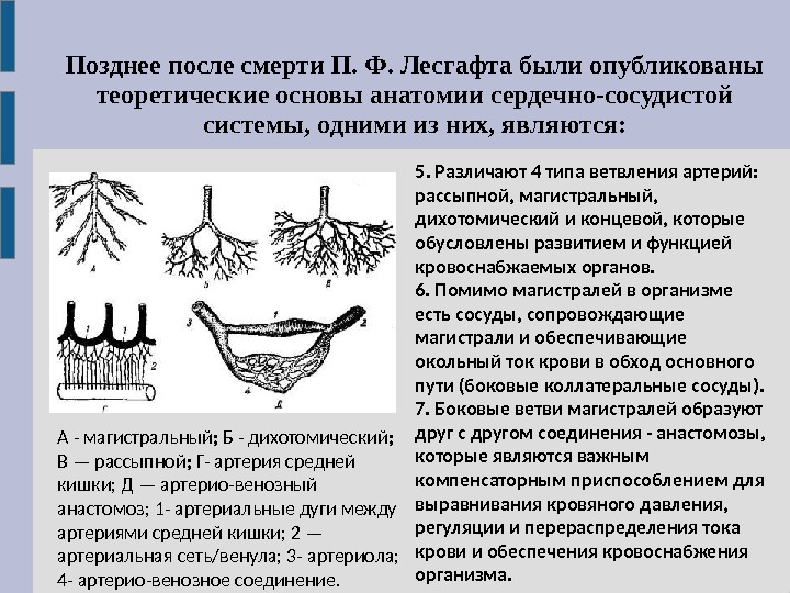 Технологическая карта физиология лесгафта