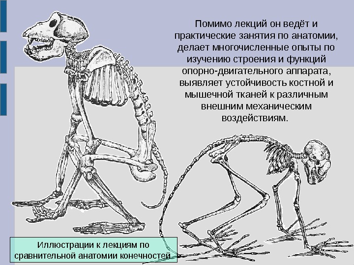 Лекции анатомии животных. Практические занятия по анатомии. Сравнительная анатомия. Сравнительная анатомия это кратко. Сравнение анатомии и физиологии.