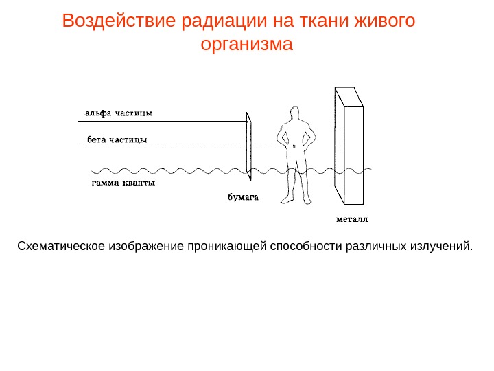 Влияние ионизирующей радиации на живые организмы доза излучения 11 класс презентация