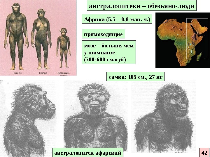 Афарский австралопитек презентация