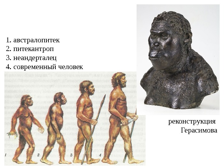 Появление разных. Пітекантроп австралопитек неандерталец. Австралопитек питекантроп синантроп неандерталец кроманьонец. Австралопитек питекантроп неандерталец к древним. Кроманьонцев неандертальцев синантропов питекантропов.