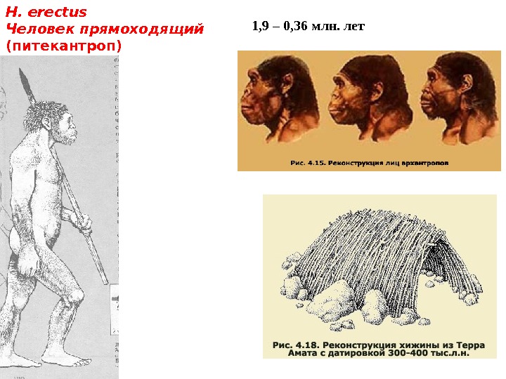 Череп питекантропа рисунок