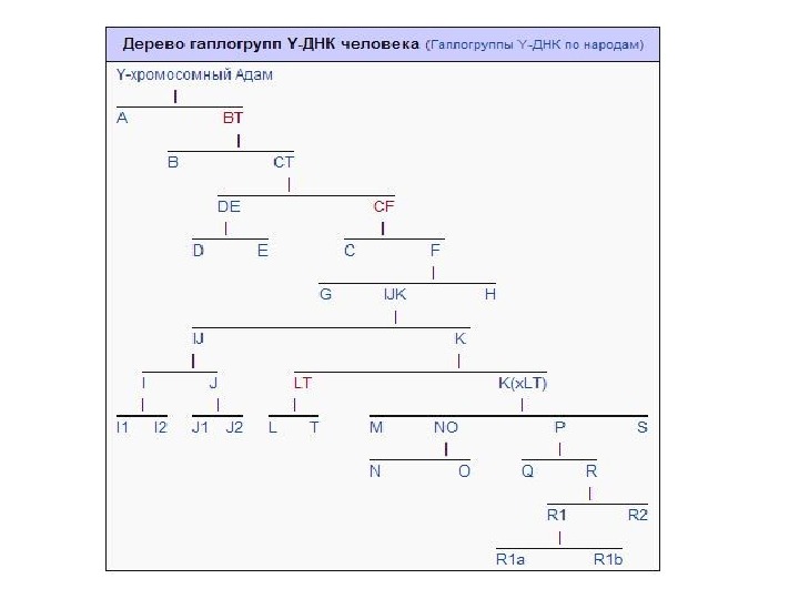 Схема гаплогруппы русских