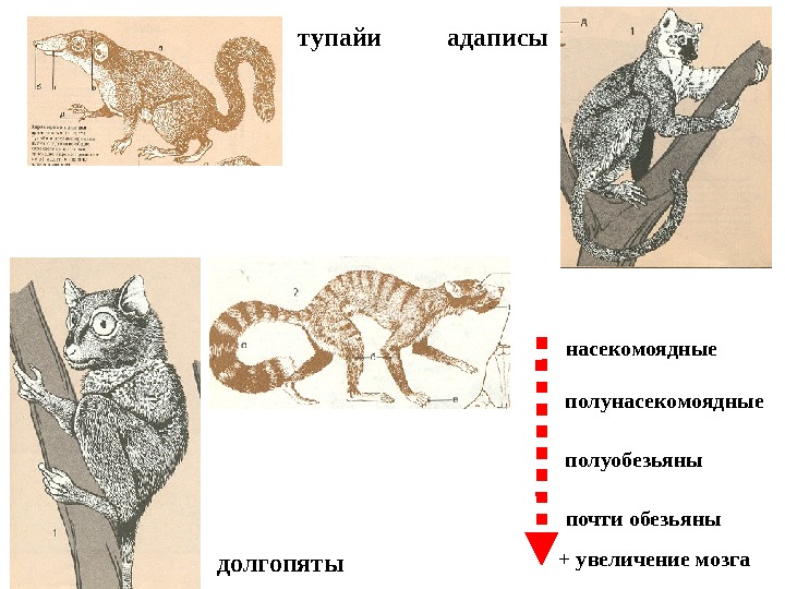 Рассмотрите рисунок с изображением крыльев у разных животных и определите как эволюционисты