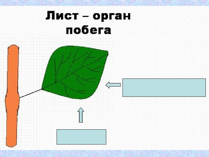 Орган листьев. Лист боковой орган побега. Листья это боковые органы. Боковой орган побега это. Лист боковая часть побега.