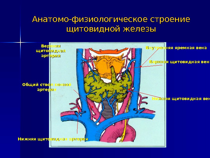 Щитовидная железа и желчный пузырь. Артерии щитовидной железы анатомия. Кровоснабжение щитовидной железы анатомия. Кровоснабжение щитовидной железы анатомия схема.