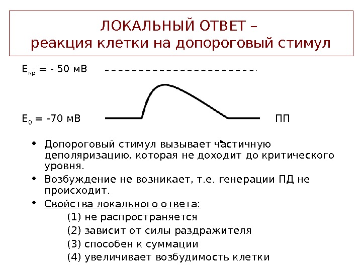 Локальный ответ. Свойства локального ответа. Свойства локального ответа и потенциала действия. Локальный ответ, свойства локального ответа.