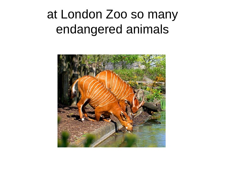 London zoo презентация