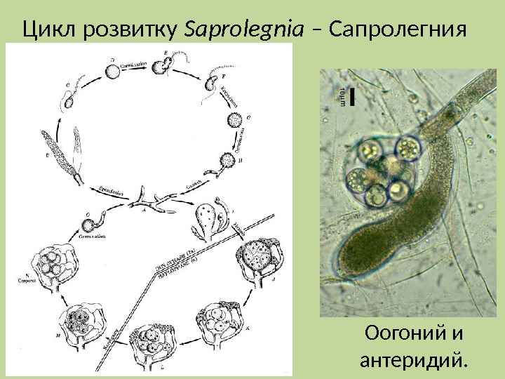 Жизненный цикл оомицетов схема