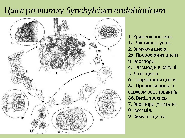 Циста жизненный цикл. Синхитриум цикл развития. Synchytrium endobioticum жизненный цикл. Синхитриум жизненный цикл. Synchytrium (внешний вид и цисты в тканях зараженных клубней),.