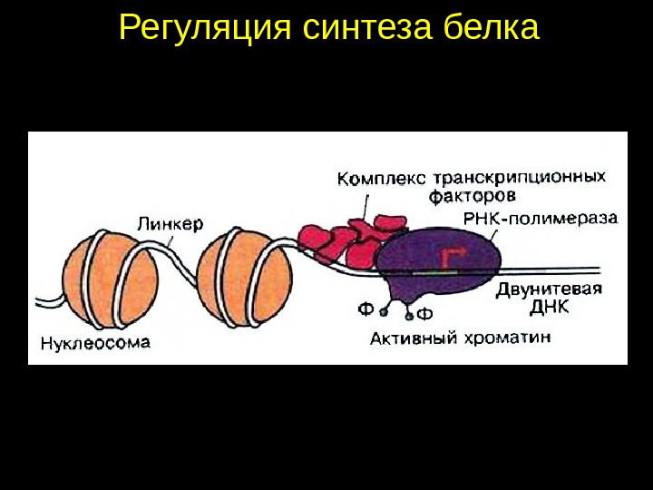 Регуляция синтеза. Регуляция синтеза белков. Регуляция белка. Индукция синтеза белка. Индукция и репрессия синтеза белков..