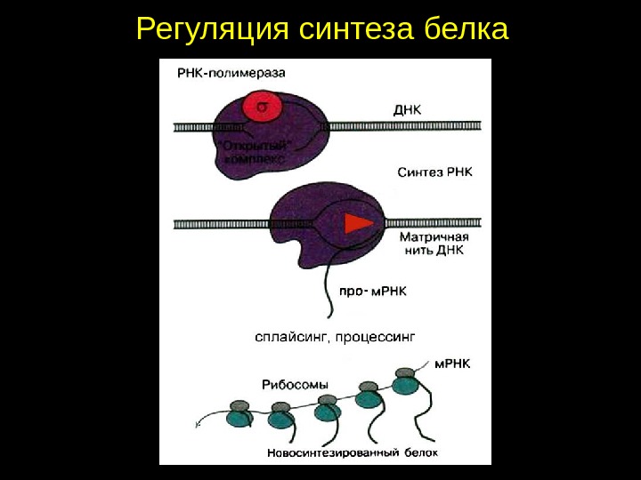 Регуляция синтеза. Регуляция синтеза белка. Схема регуляции синтеза белка. Регуляция синтеза белков у эукариот. Регуляция биосинтеза белка у эукариот.