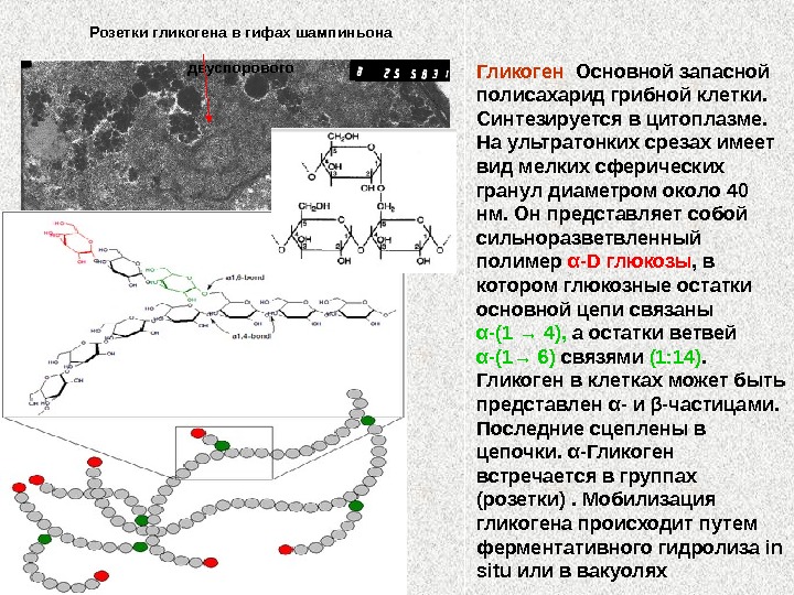 Розетки гранул гликогена функции. Гликоген.